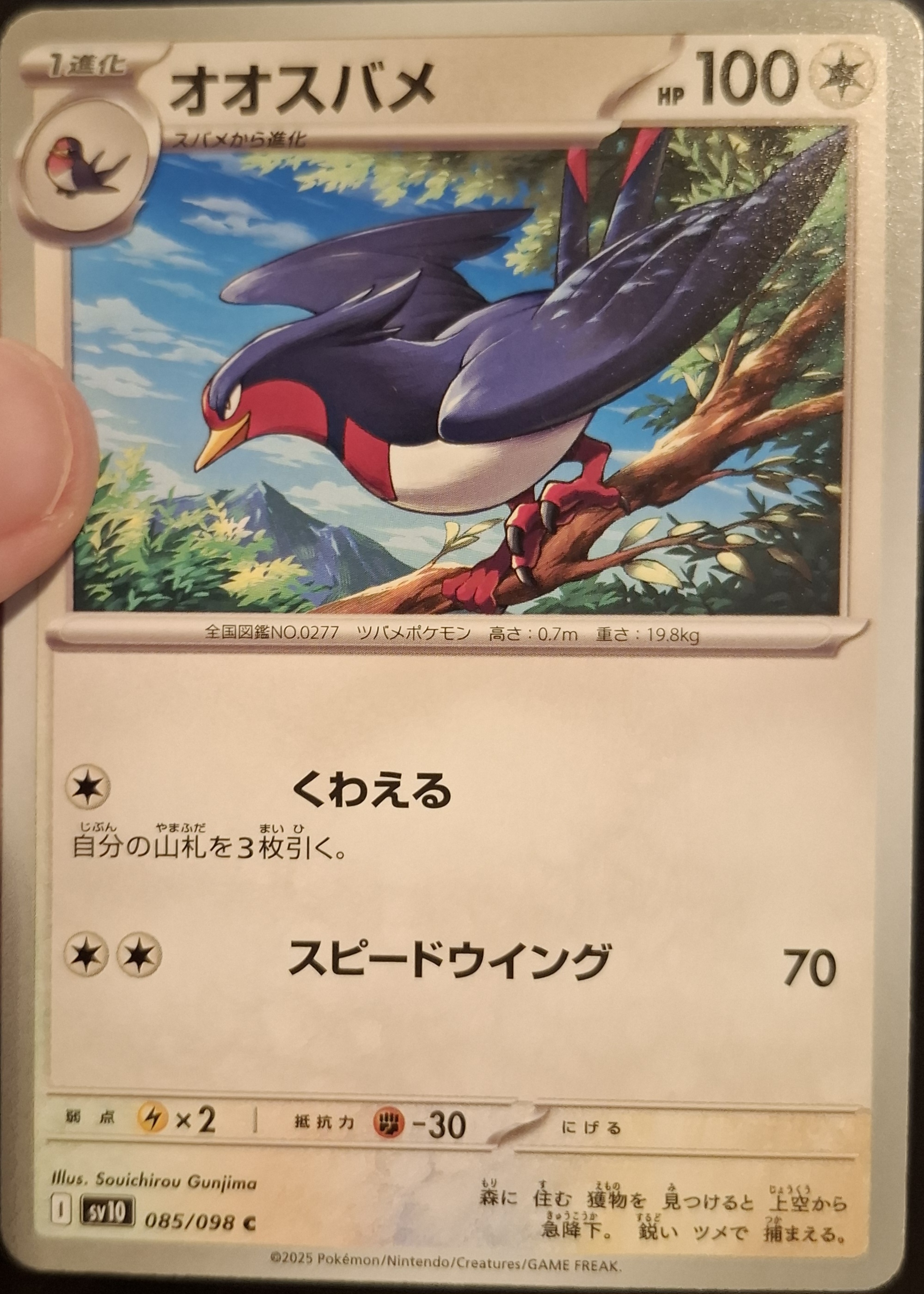Swellow